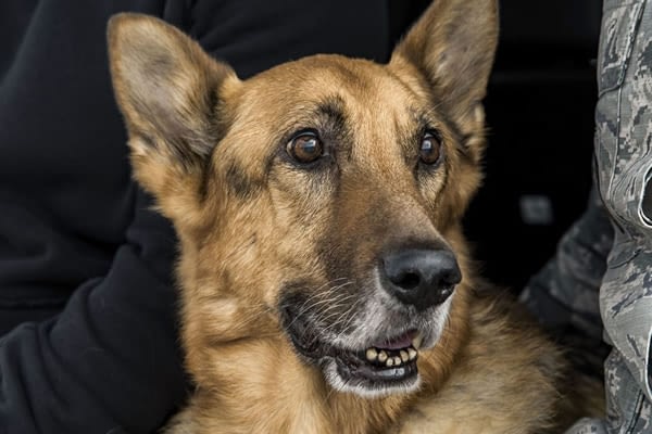 This is what happens to military working dogs after retirement