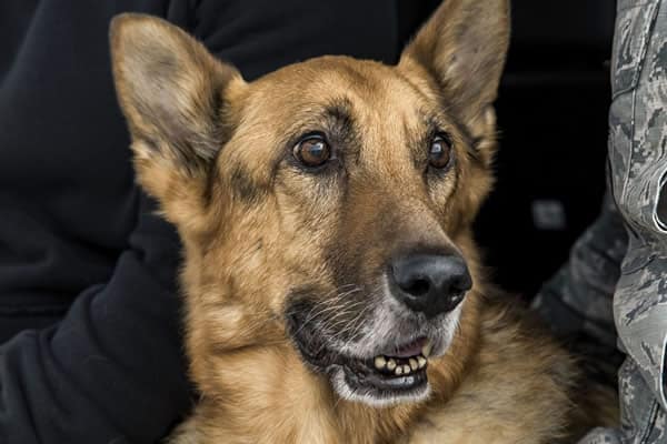 This is what happens to military working dogs after retirement